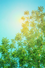 tree with green leaves and sky.