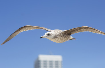 Bird during the flight. Portrait of birds flying against the blue sky. The sun illuminates the feathers of the wings. 