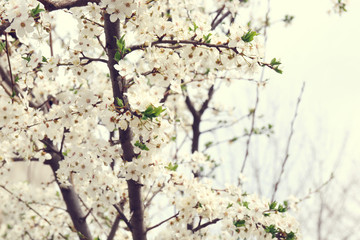 Beautiful spring blossoming tree