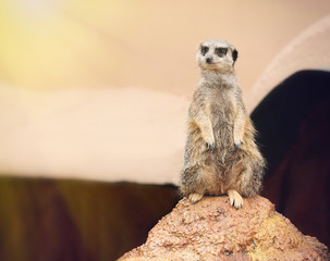 Meerkat standing on the stone