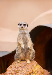 Fototapeta premium Meerkat standing on the stone