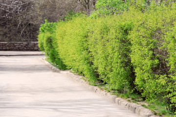 Green bushes and footpath