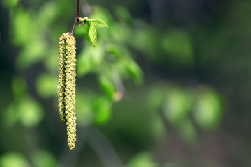 Spring birch bud