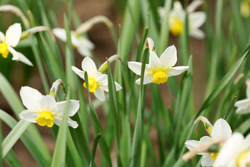 Beautiful spring blossoming narcissus