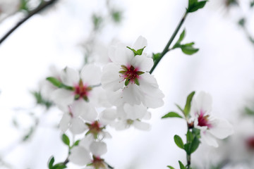 Beautiful spring blossoming tree