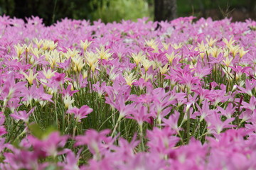 Fototapeta premium Yellow And Pink Rain Lily Flower Blooming Through the Field
