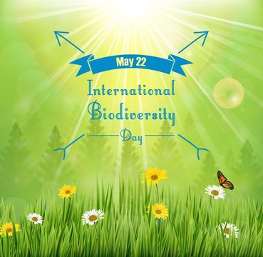 Biodiversity  background with flowers in meadow and pine trees