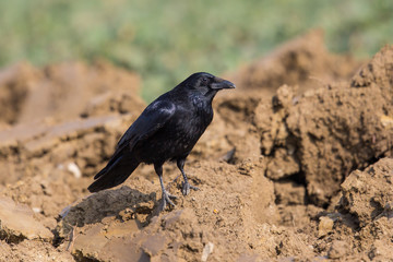 carrion crow (Corvus corone corone)