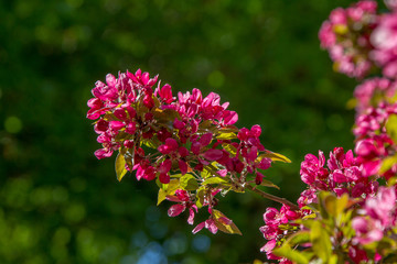 Zierapfelzweig im Gegenlicht