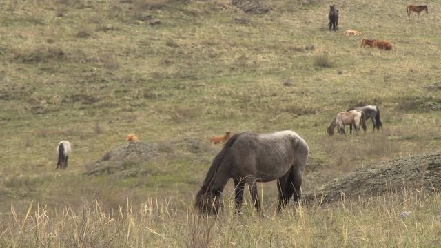 Horses Grazing in the Mountains in Early Spring