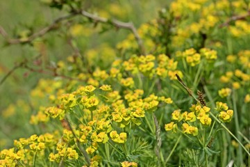 Euphorbia cyparissias (Zypressen-Wolfsmilch) auf Kalkmagerrasen
