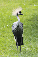 Grey crowned crane stands and looks around and show his crown to everyone