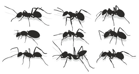 Silhouettes of ants. 