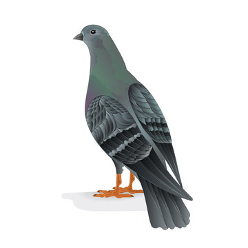 Bird Carrier pigeon domestic breed  vector illustration