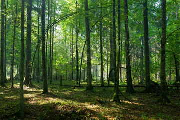 Fototapeta na wymiar Deciduous stand of Bialowieza Forest in springtime