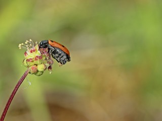 Vierpunktiger Ameisen-Sackkäfer (Clytra quadripunctata) bei der Eiablage