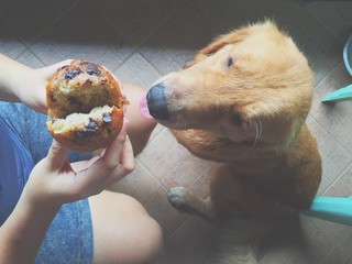 dog need choco muffin