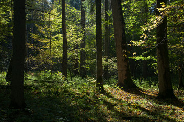 Fototapeta na wymiar Shady deciduous stand of Bialowieza Forest