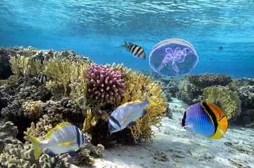 Fototapeta premium Tropical fish and Hard corals in the Red Sea