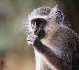 wild velvet monkey in Kruger National Park, South Africa.