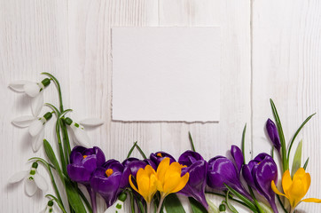 coner from crocus  and snowdrops on wooden background with empty