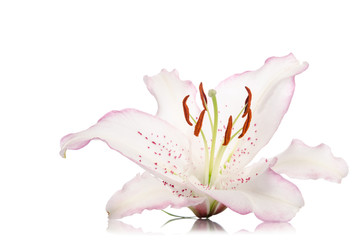 beautiful lily flower isolated on white