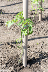 Young seedlings of tomatoes attached to the poles