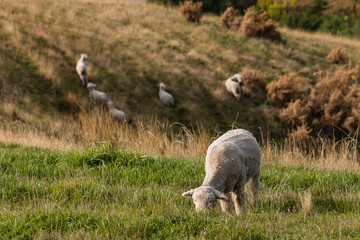 Obraz na płótnie Canvas merino sheep grazing on grassy hill