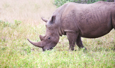 Obraz premium wild rhino in Kruger national park, South Africa.