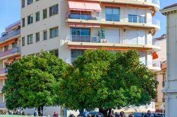 Two mandarine trees in Menton, France