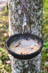 The latex sap from rubber, milk of rubber tree
