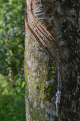The latex sap from rubber, milk of rubber tree