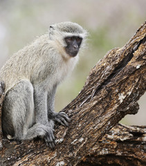 wild velvet monkey in Kruger National Park, South Africa.