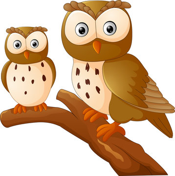 Cute owl couple cartoon