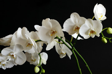 flower of white orchids on a black background