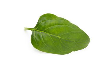 Spinach on the isolated white.