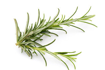 Rosemary twig on the isolated white background.