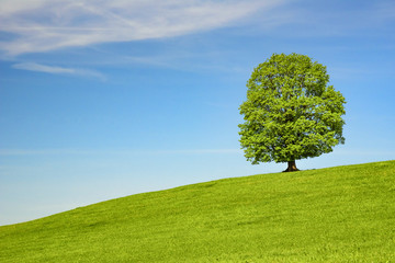 Fototapeta na wymiar prachtvoller Baum inmitten einer grünen Wiese