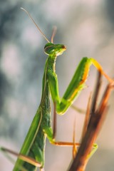 green praying mantis