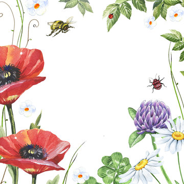 Watercolor floral frame with poppies, clover, chamomiles, beetle and bee isolated on white