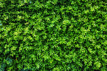 Obraz premium Green leaves wall background