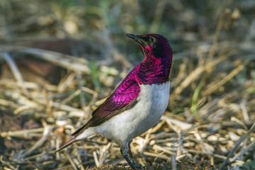 Violet-backed starling in Kruger National park, South Africa
