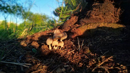 ceppo di funghi