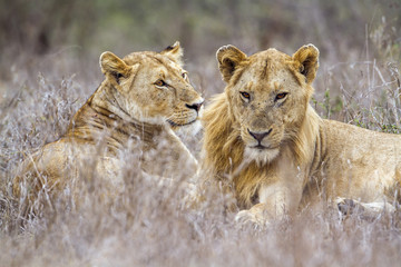 African lion in Kruger National park, South Africa