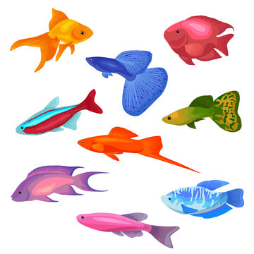 Aquarium fish vector illustration icons set isolated on white background.