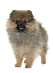 puppy pomeranian spitz