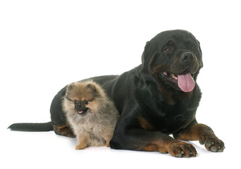 Obraz premium puppy pomeranian spitz and rottweiler