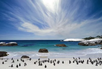 Foto op Plexiglas Zuid-Afrika De pinguïns op het strand van Boulder
