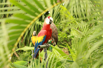 Colorful parrot with soft and selective focus