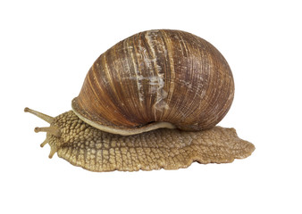 Snail on white background isolated